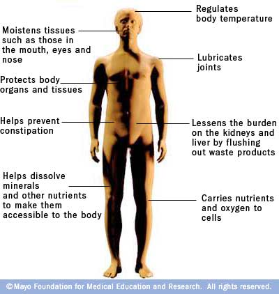 Functions of water in the body