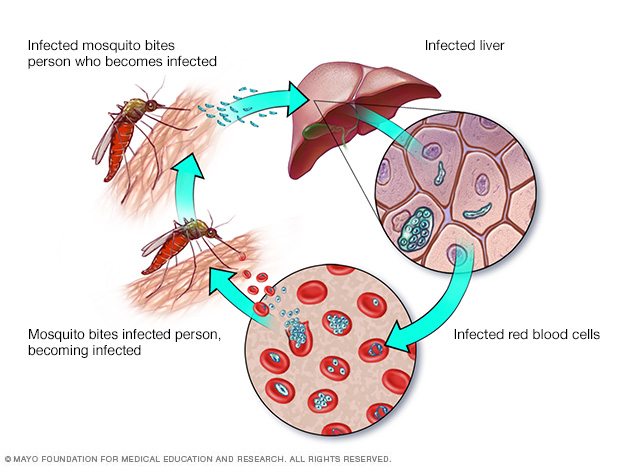 Malaria transmission cycle