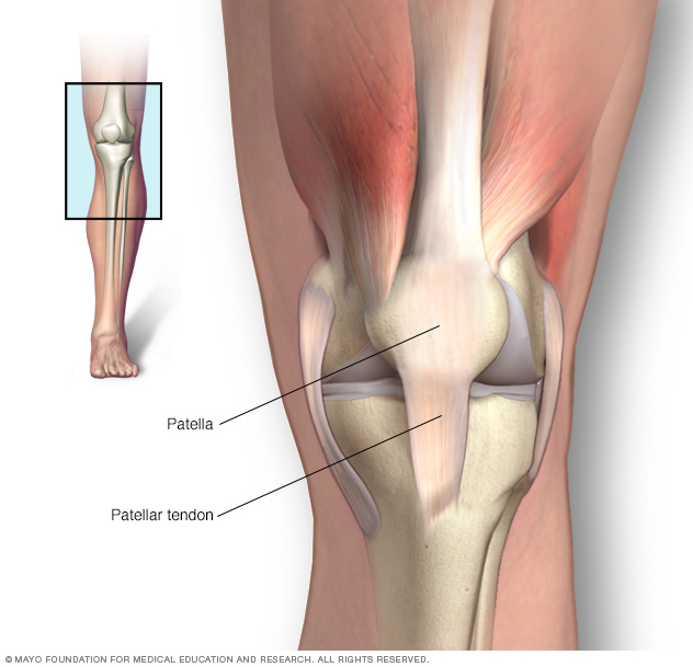 Illustration of knee showing patella and patellar tendon