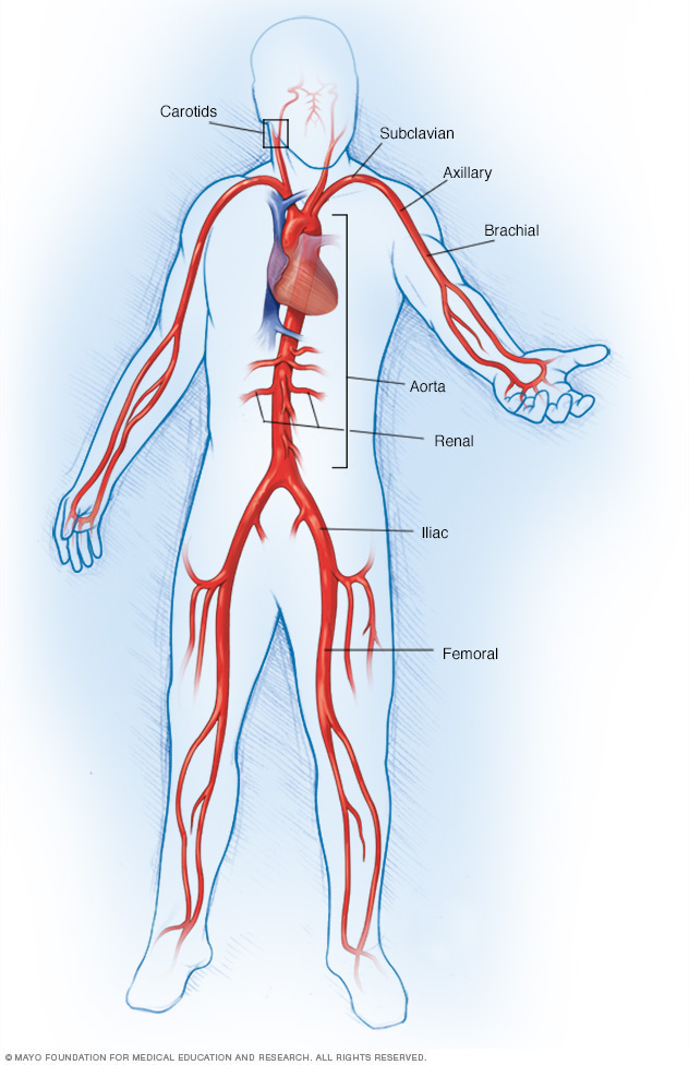 Large arteries