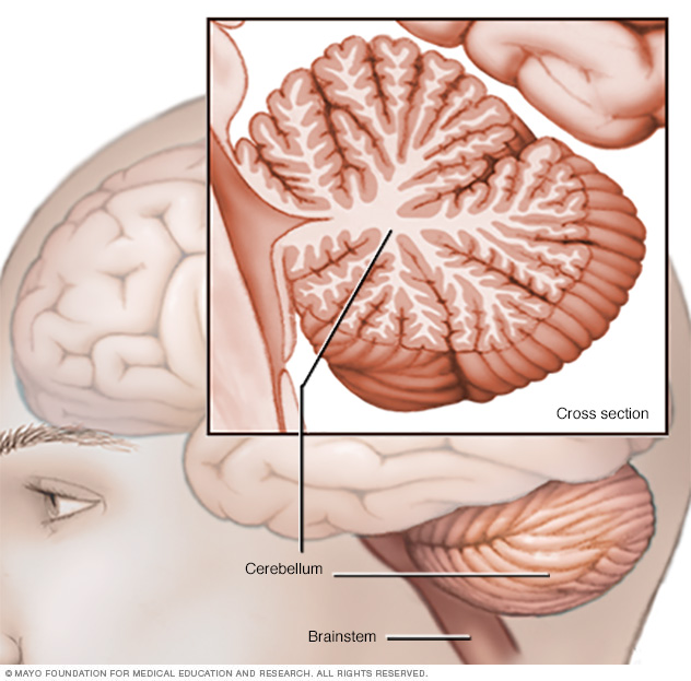 Cerebellum and brainstem