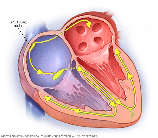 The heart's conduction system