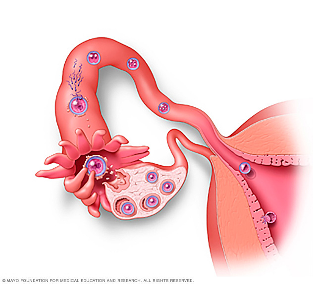 Fertilization and implantation