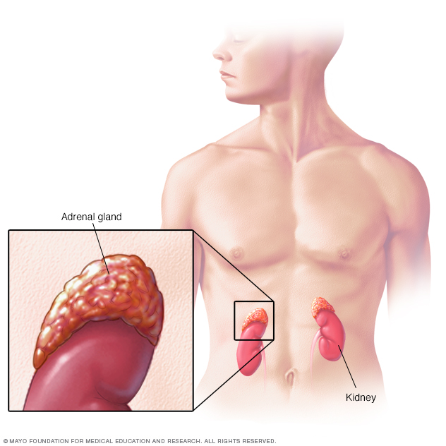 Adrenal glands