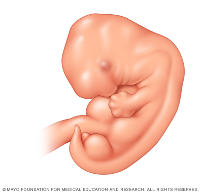 Embryo five weeks after conception 