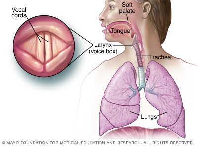 Illustration showing vocal cords