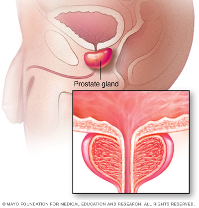 Prostate gland