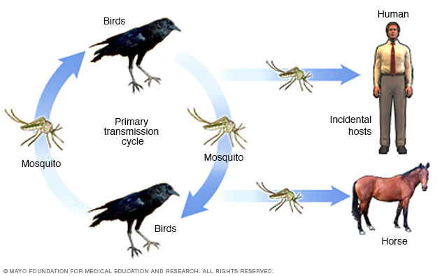 West Nile virus transmission cycle