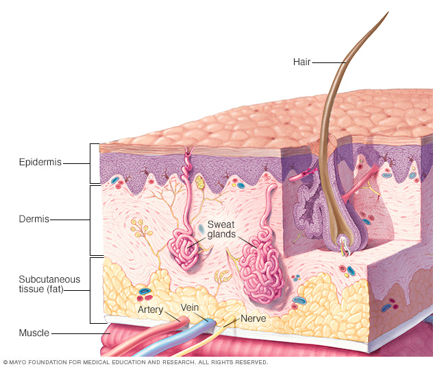 Layers of the skin