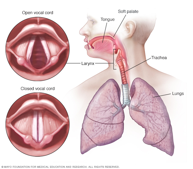 Vocal cords