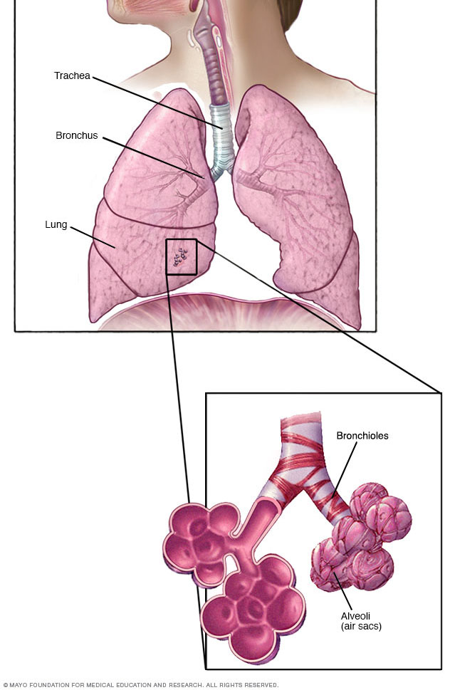 Bronchioles and alveoli in the lungs