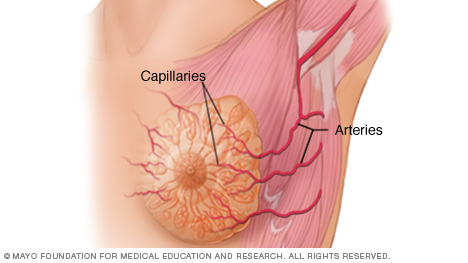 الشرايين والشعيرات في الثدي