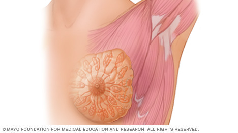 Breast anatomy