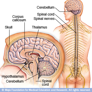 Illustration of brain and nervous system