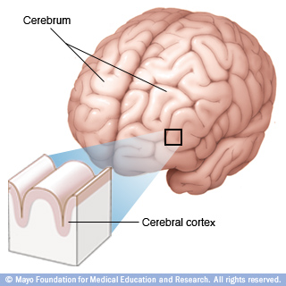 Illustration of cerebrum