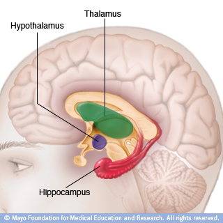 Illustration of thalamus, hypothalamus and hippocampus