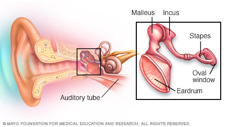 Bones of the middle ear