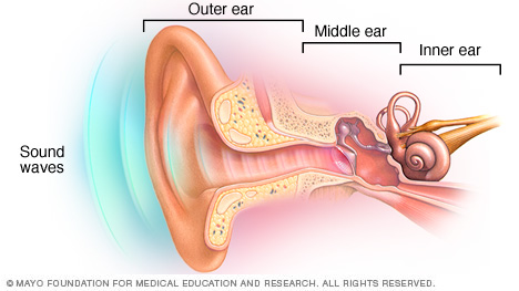 The outer ear, middle ear and inner ear