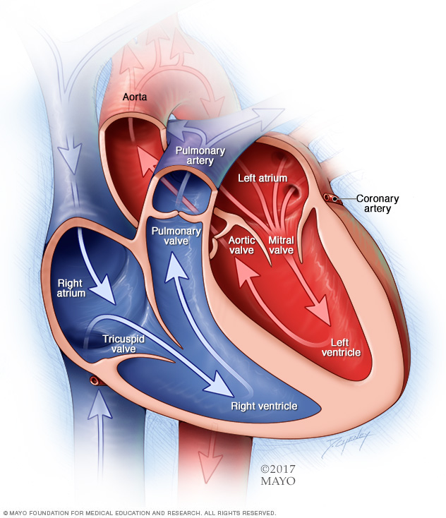 Chambers and valves of the heart