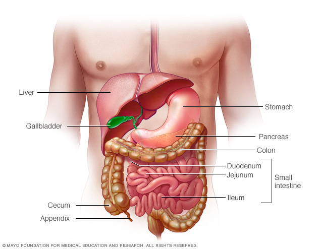 Digestive system