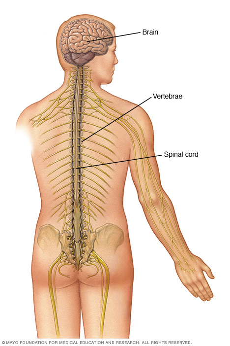 The spinal cord, which extends from the base of the skull to the lower back