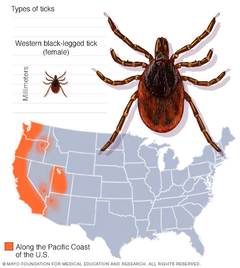 Western black-legged tick