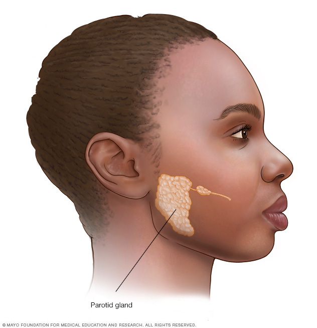 Parotid gland