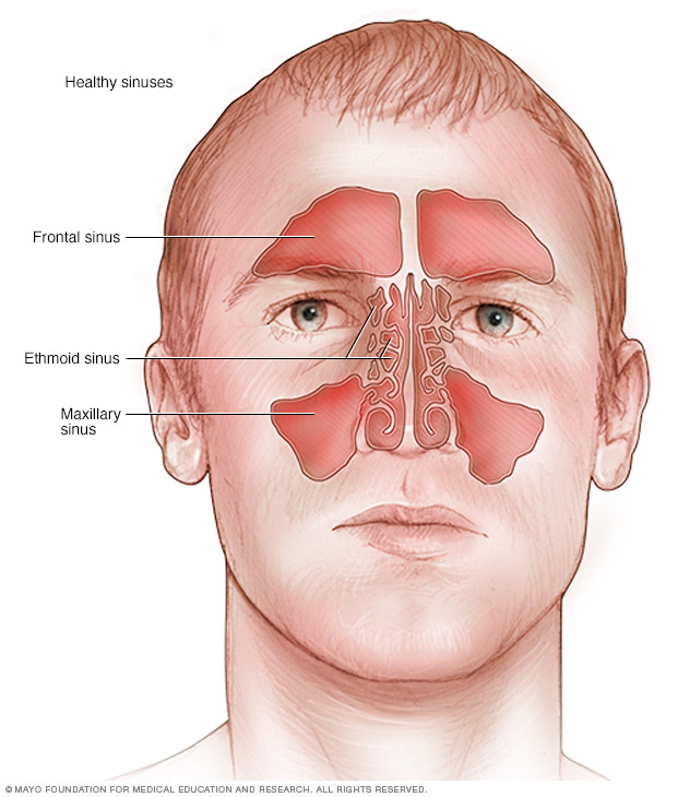 Healthy sinuses