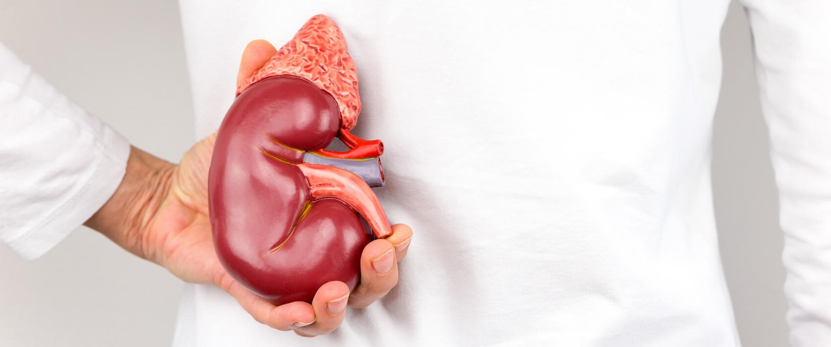 Hand holding a model of a human kidney against back of body.