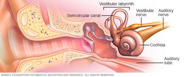 Parts of the inner ear