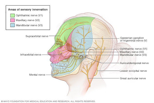 Illustration showing anatomy of the skull and face