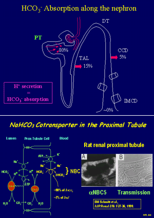 The Electrogenic Na+/HCO3- Cotransporter, NBC [Poster]