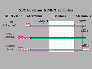 Schematic of electrogenic Na+/HCO–3 cotransporter isoforms and antibodies