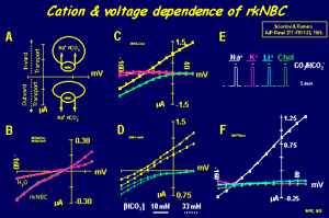 The Electrogenic Na+/HCO3- Cotransporter, NBC [Poster]