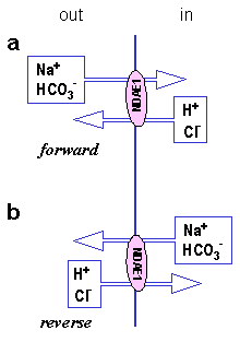 Na+ Driven Anion Exchanger, NDAE1