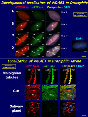 The Na+ driven anion exchanger, NDAE1 [posters]