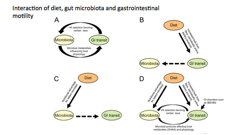 Diagram from the Gut Microbiome Lab showing how food, intestinal bacteria and gastrointestinal motility affect one another