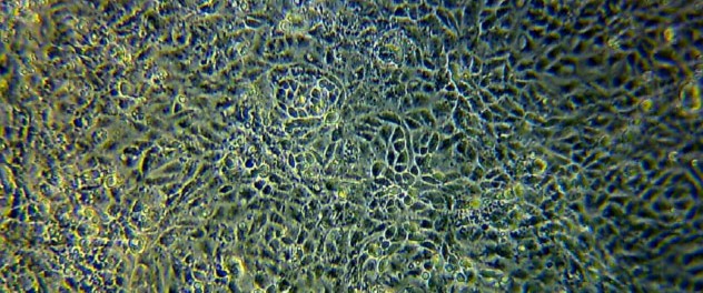 Cholangiocytes derived from pluripotent stem cells from the Biliary Regenerative Medicine Laboratory of Robert C. Huebert, M.D., at Mayo Clinic.