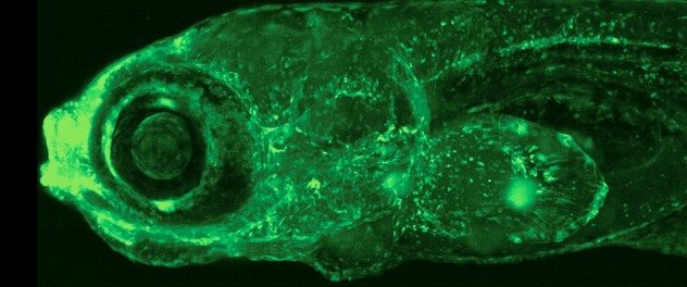 Zebrafish glows green under a microscope