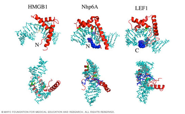 DNA bending by architectural proteins from the Nucleic Acid Structure and Recognition Lab of Jim Maher, Ph.D.