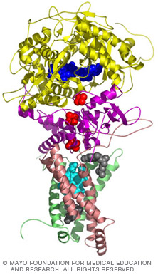 Predicted structure of the yeasts succinate dehydrogenase complex from the Nucleic Acid Structure and Recognition Lab of Jim Maher, Ph.D.