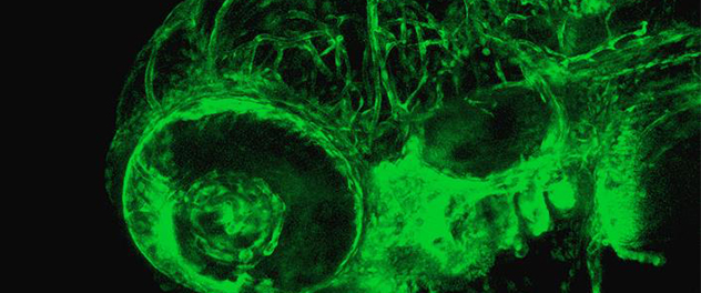 Image of a zebrafish model for angiogenesis