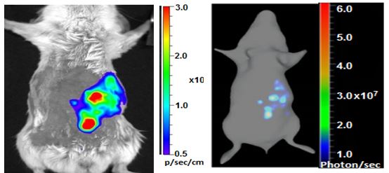 Colorized imaging results of mouse tumor