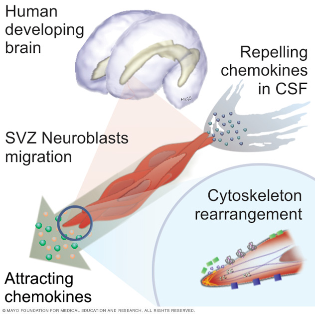 Migration of subventricular zone (SVZ) neuroblasts is partially regulated by the flow of cerebrospinal fluid (CSF).