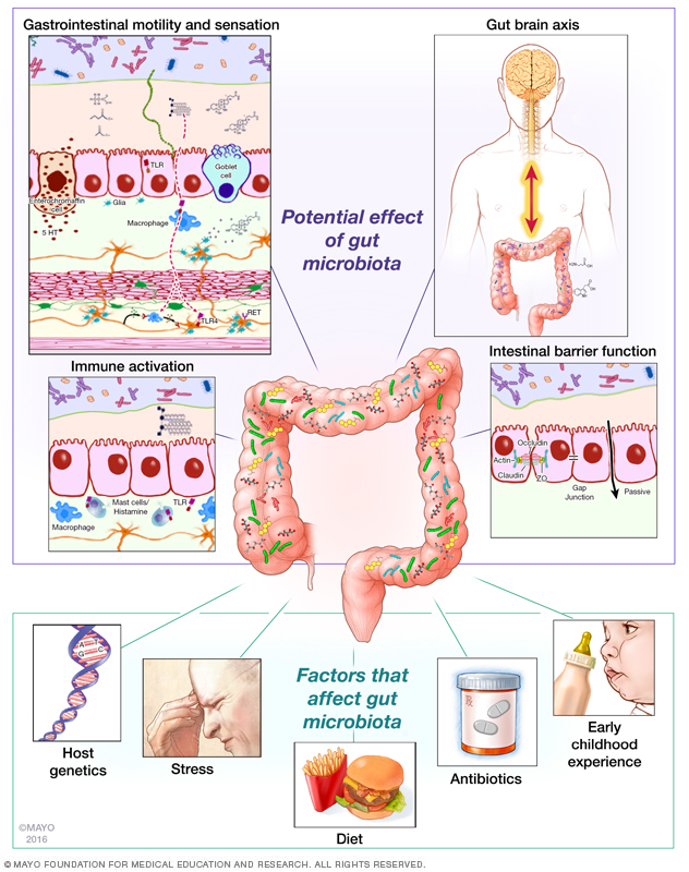 Diagram from the Mayo Clinic Gut Microbiome Lab showing how intestinal bacteria interact with their hosts' bodies