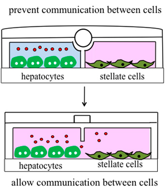 Microfluidic co-cultures where communication between cell types can be permitted or prevented using valves from the Cellular Microsystems and Biosensors Lab at Mayo Clinic.