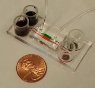 Microfluidic co-culture device used in the Cellular Microsystems and Biosensors Lab at Mayo Clinic.