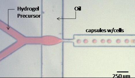 Microfluidic device for fabricating microcapsules from the Cellular Microsystems and Biosensors Lab at Mayo Clinic.