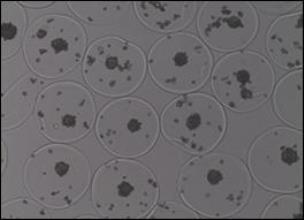 Several 400-millimeter diameter microcapsules carrying hepatoctye spheroids from the Cellular Microsystems and Biosensors Lab at Mayo Clinic.