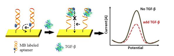 Aptamer-based electrochemical biosensors used for detection of TGF-β from the Cellular Microsystems and Biosensors Lab at Mayo Clinic.